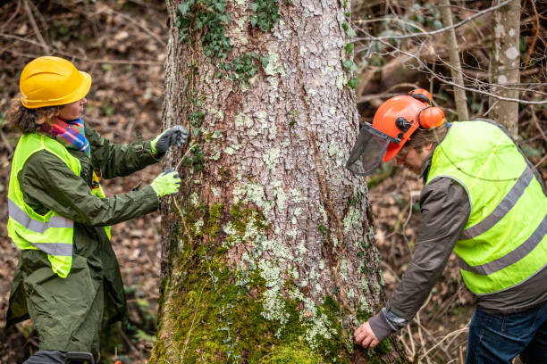 Newport, AR Tree Services Company