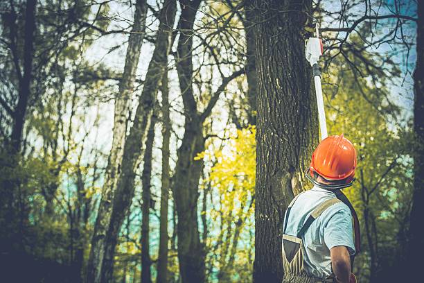 How Our Tree Care Process Works  in  Newport, AR